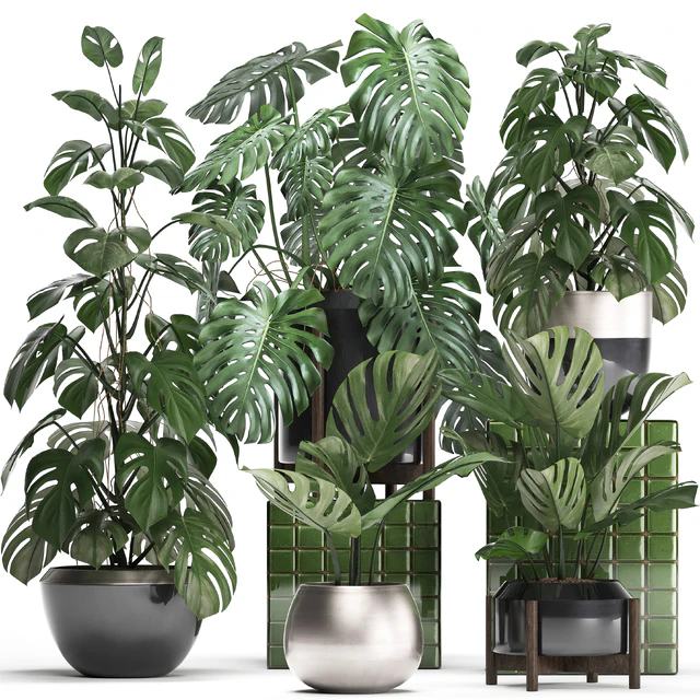 Plant collection 351. Monstera, Set, monstera, pot, flowerpot, indoor plants, luxury, set, eco design, bushes, thickets, leaves — Descargar