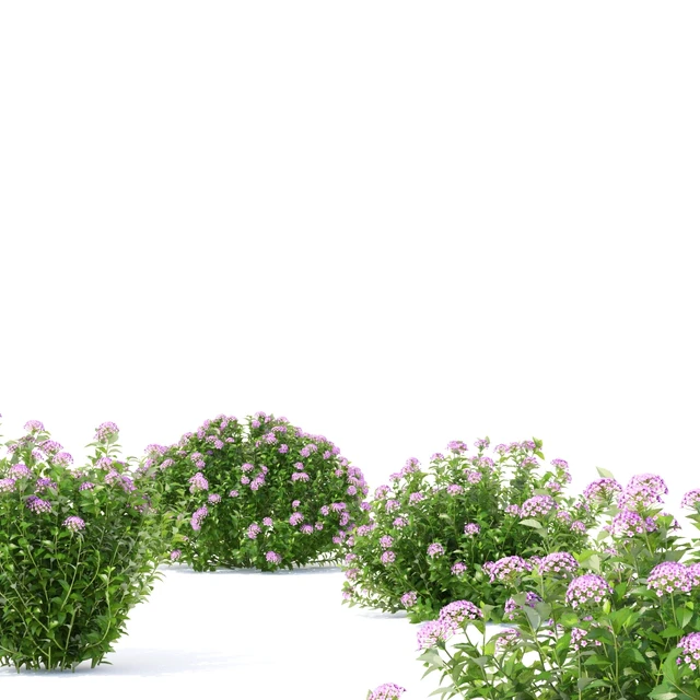 Спирея японская кусты | Spiraea japonica Little Princess — Скачать