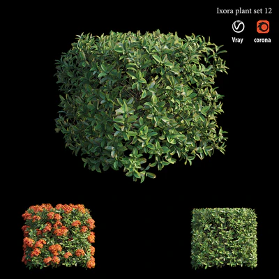 Ixora plant set 12 — Ver 2