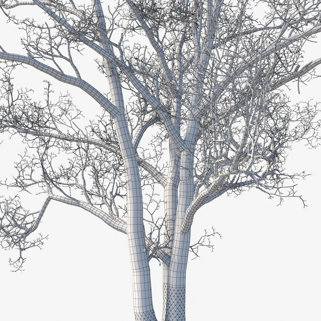 Old poplars — Descargar
