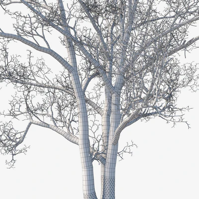 Old poplars — Ver 2