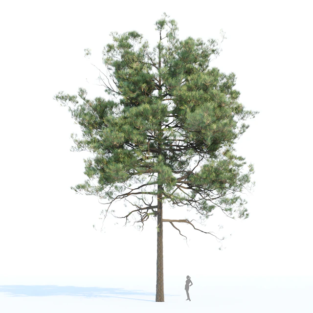 pine trees collection vol 11 — Скачать