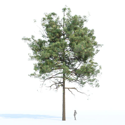 pine trees collection vol 11 — Вид 3