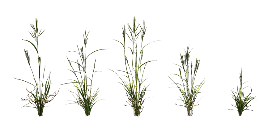 grass 008 — Descargar