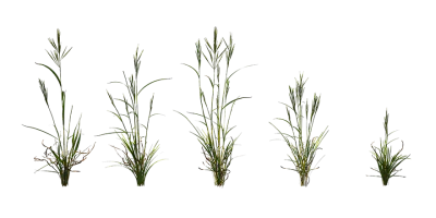 grass 008 — Descargar