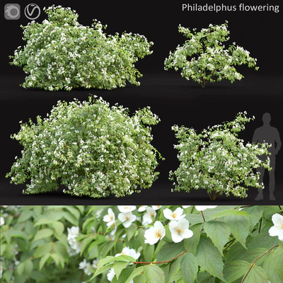 Philadelphus — Ver 1