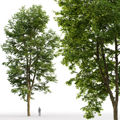 Tilia platyphyllos — View 2