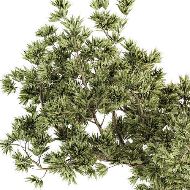indoor Plant Set 225 - Bonsai Plant — Descargar