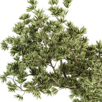 indoor Plant Set 225 - Bonsai Plant — Ver 2