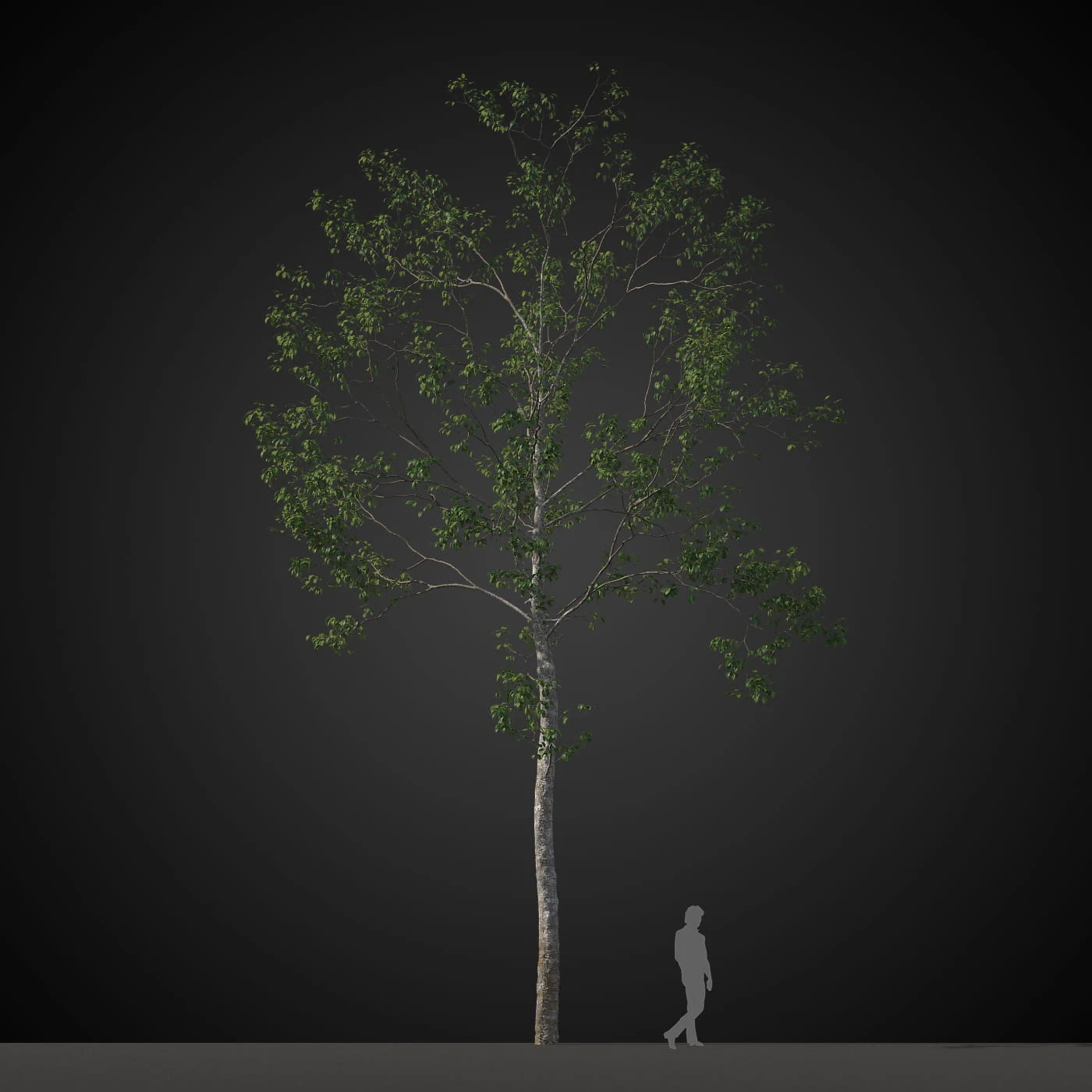 trees 016 — Descargar