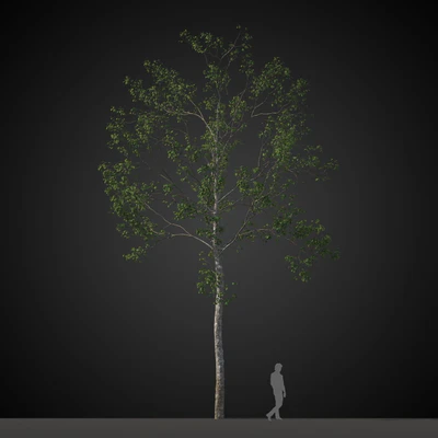 trees 016 — Descargar
