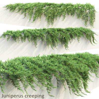 Можжевельник на подпорной стене | Juniperus creeping #1 — Вид 1