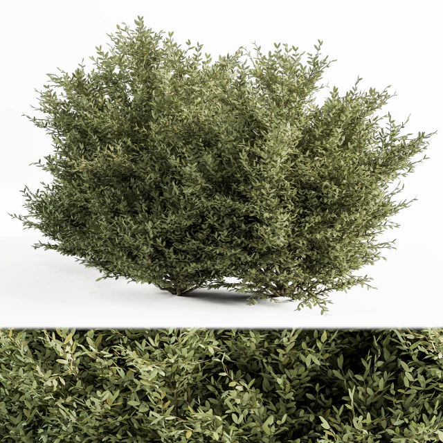 Buxsus Leaf Bush - Bush Set 27 — Descargar