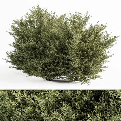 Buxsus Leaf Bush - Bush Set 27 — Ver 2