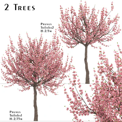 Set of Prunus Triloba Trees (Flowering Almond) (2 Trees) — Ver 1