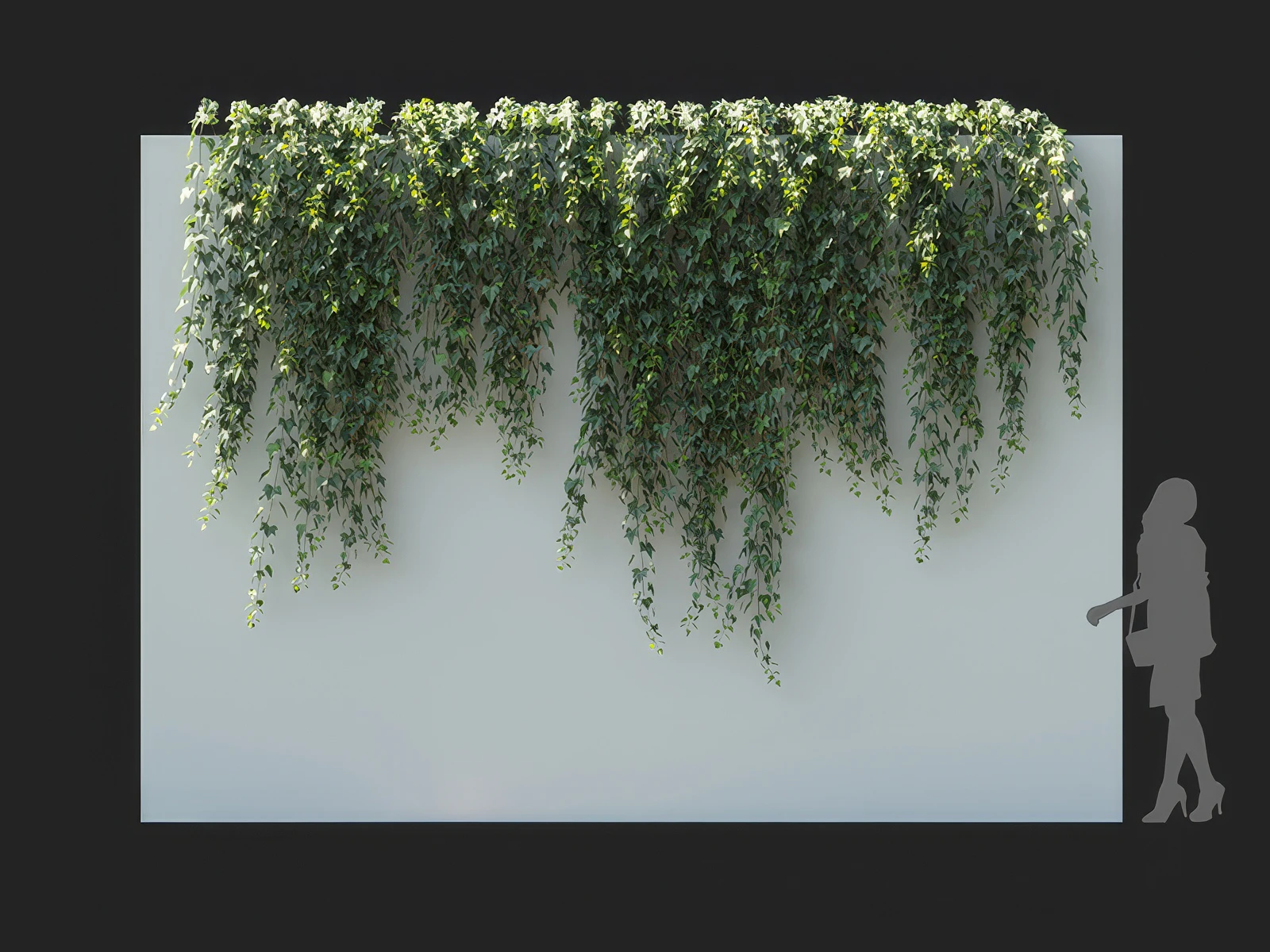 hedera nepalensis 004 — Скачать