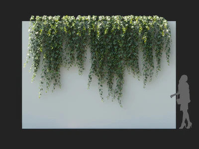 hedera nepalensis 004 — Скачать