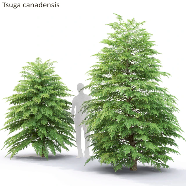 Tsuga Canadian | Tsuga canadensis # 2 — Download