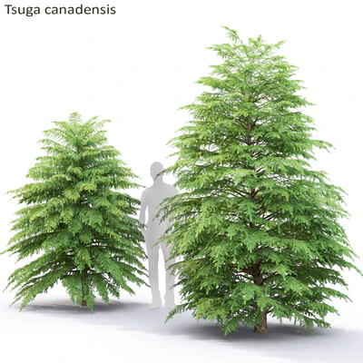Tsuga Canadian | Tsuga canadensis # 2 — View 1