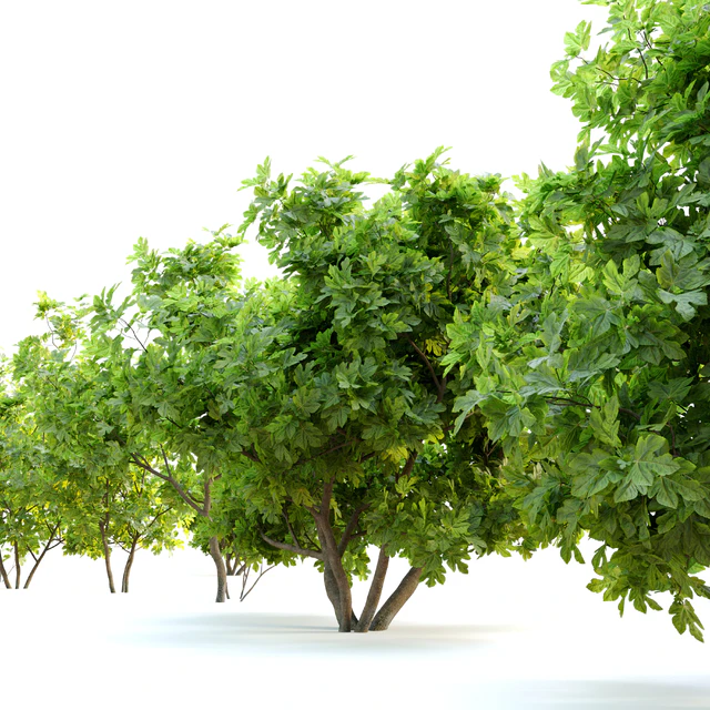 Ficus carica (fig tree)  2 — Descargar