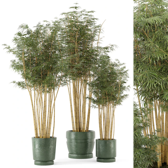 Indoor Plants Bamboo Set in rusty Concrete Pots - Set 108 — Descargar