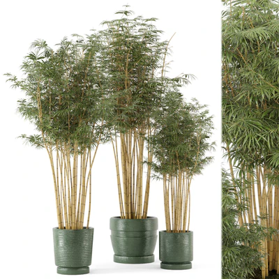 Indoor Plants Bamboo Set in rusty Concrete Pots - Set 108 — Ver 2