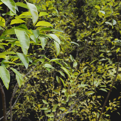 Prunus serotina — Ver 2