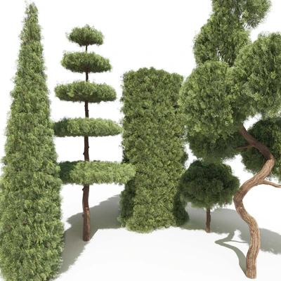 Туя №2 (Thuja #2) — Вид 2
