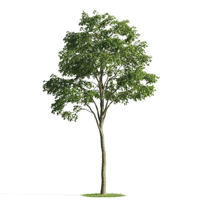 trees 047 — Скачать