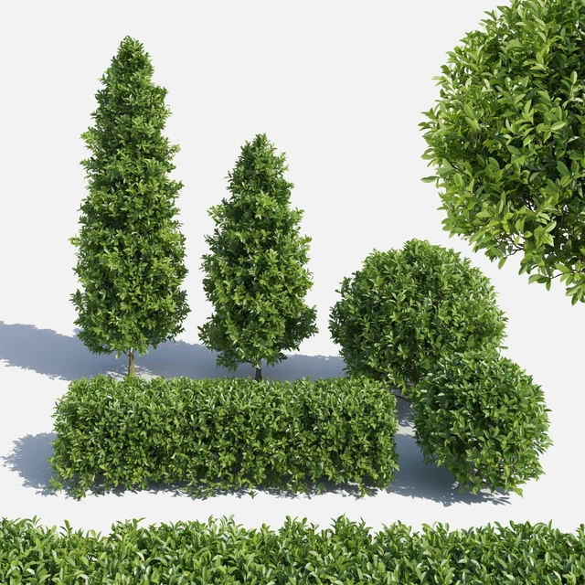 Garden Plant Set 02 Ficus annulata. — Скачать