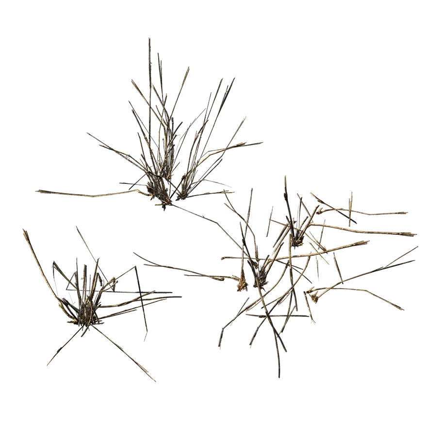 desert grass 002 — Descargar