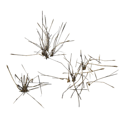 desert grass 002 — Descargar