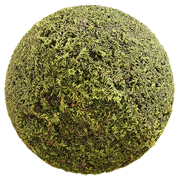 creeping juniper 001 — Descargar