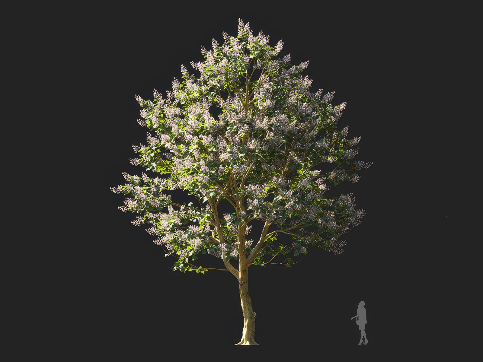 paulownia elongata 004 — Скачать