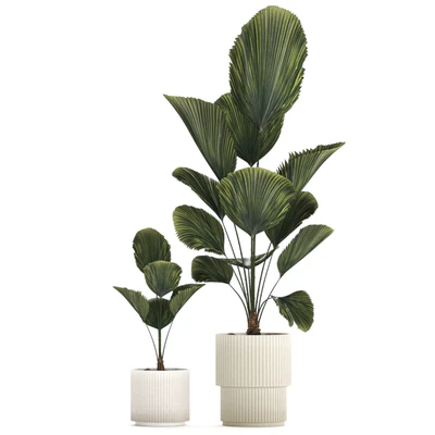 Beautiful shrub small Likuala palm tree in a white flower pot. Plant collection 1270 — Ver 2
