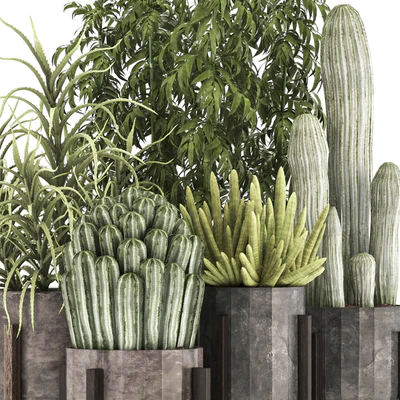 Collection of plants 325. Cactus, thickets, indoor plants, concrete, pot, bamboo, aloe, cactus, desert plants, thickets, outdoor — Ver 2