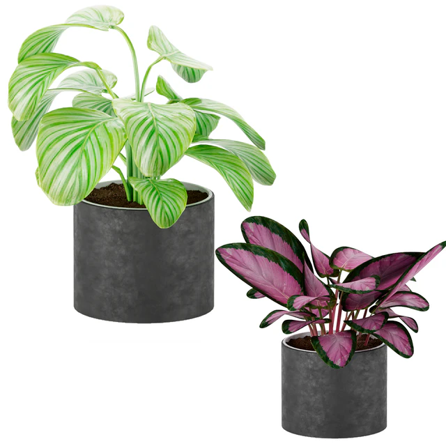 calathea Collection 3 — Descargar