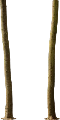 maple tree trunk 007 — Descargar