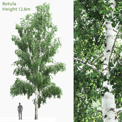 Берёза #4(12.6m) — Вид 1