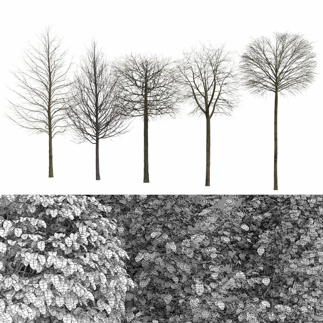 Tilia — Скачать