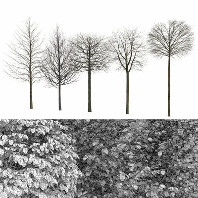Tilia — Вид 3