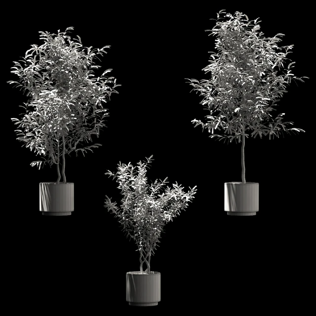 Plants in wooden pots. 3 models — Descargar