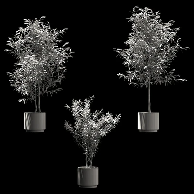 Plants in wooden pots. 3 models — Ver 2