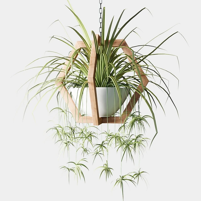 Ampelous plants in wooden figured hanging pots — Descargar