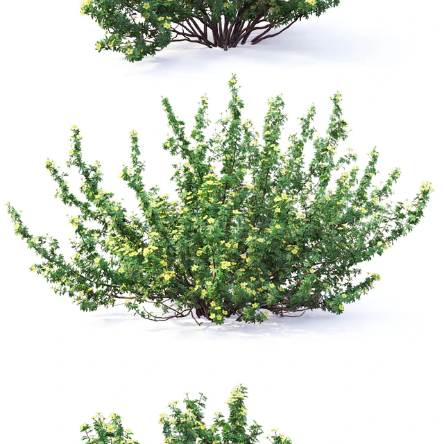 Potentilla bush # 1 — Descargar