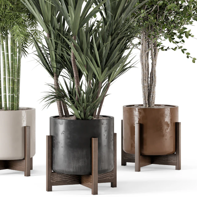 Indoor Plants in Combination of wood & concrete Pot - Set 723 — Скачать