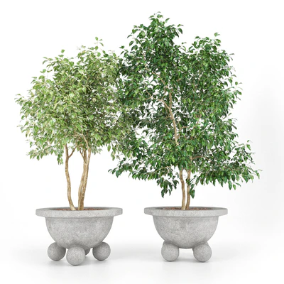 Schefflera + Ficus Benjamina (Schefflera + Ficus Benjamina) — Ver 2