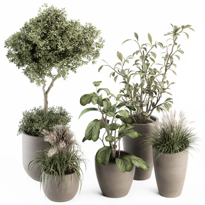 indoor Plant Set 264 - Plant Set in pot — Вид 1