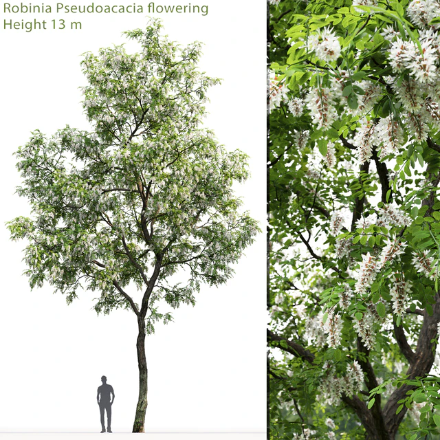 Robinia — Descargar