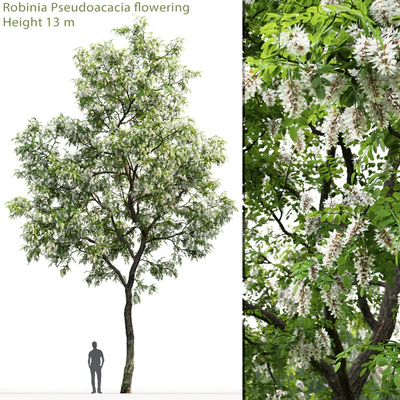 Robinia — Ver 1